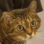 Anton Sachnov's avatar